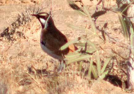 Imagem de Cinclosoma cinnamomeum Gould 1846