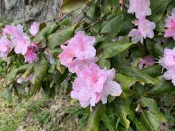 Plancia ëd Rhododendron minus Michx.