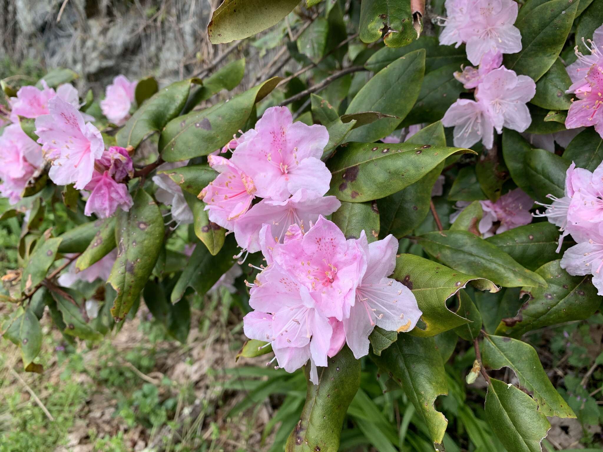 Rhododendron minus Michx.的圖片