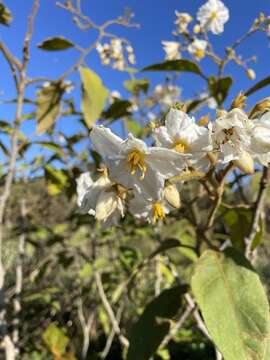 Image of Solanum variabile Mart.