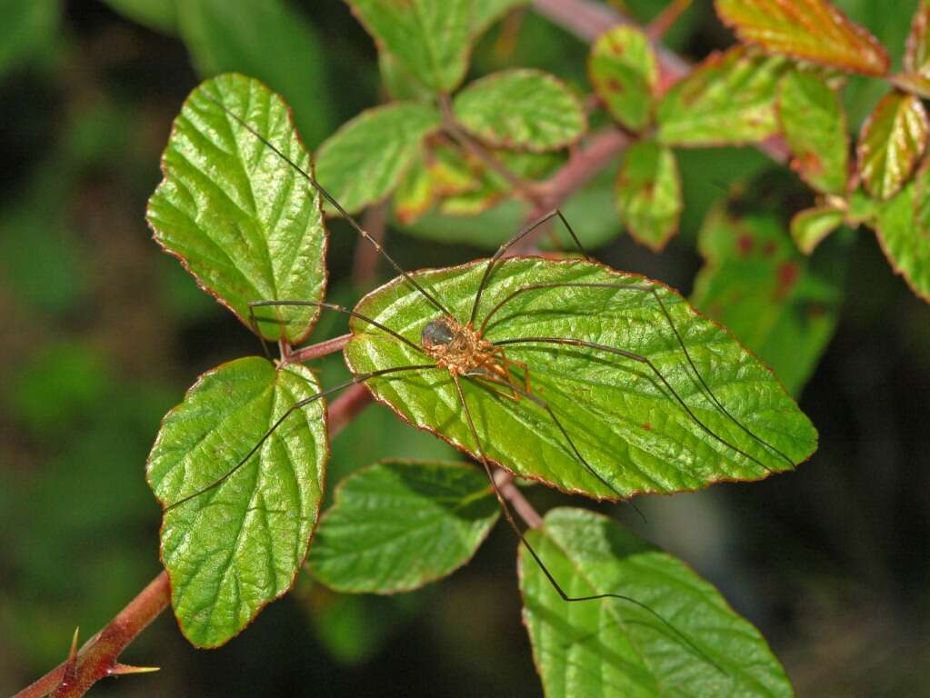 Image of Daddy longleg