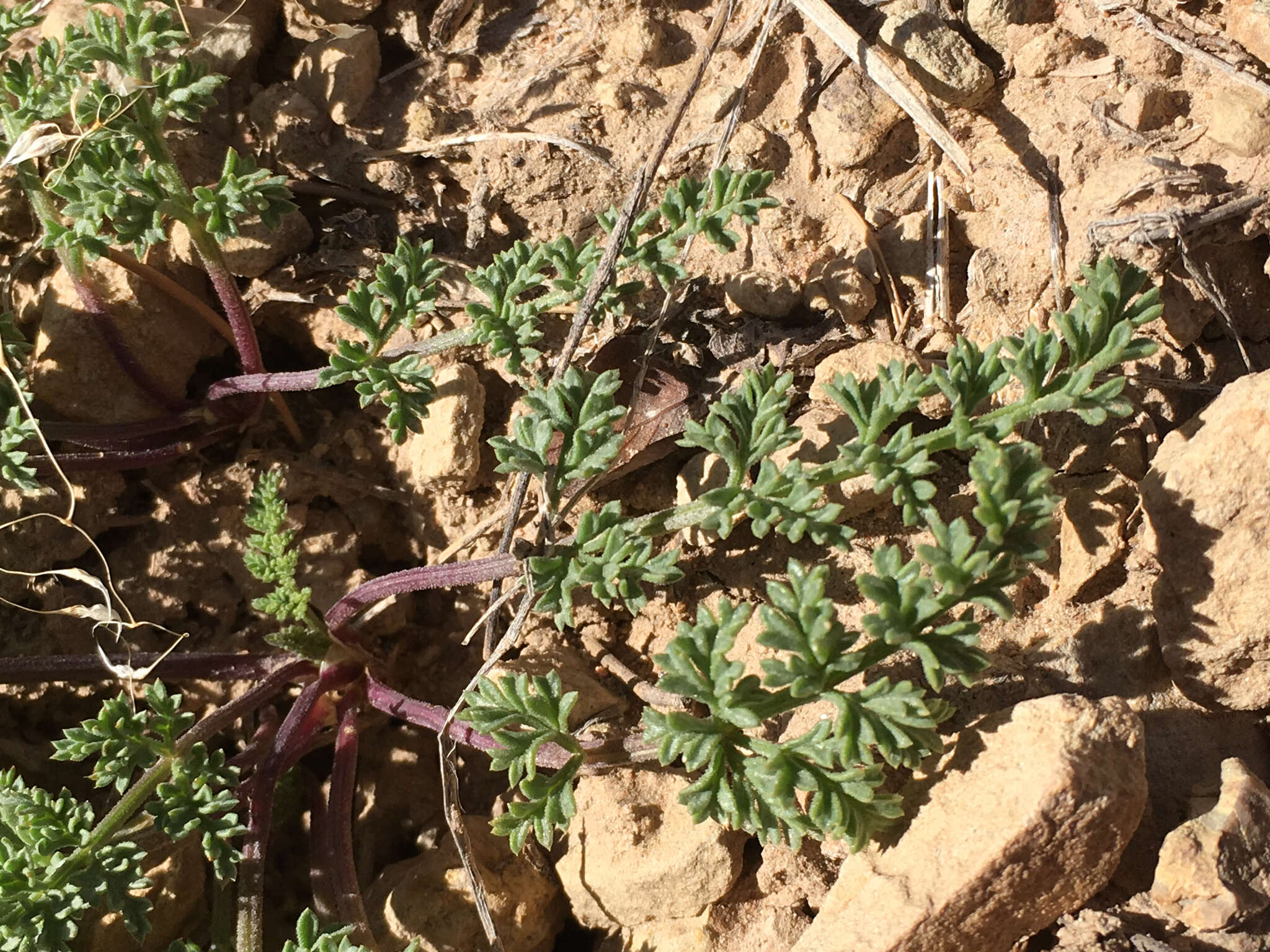 Image of rough desertparsley