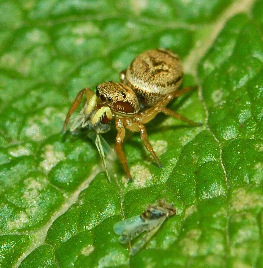 Image of Heliophanus tribulosus Simon 1868