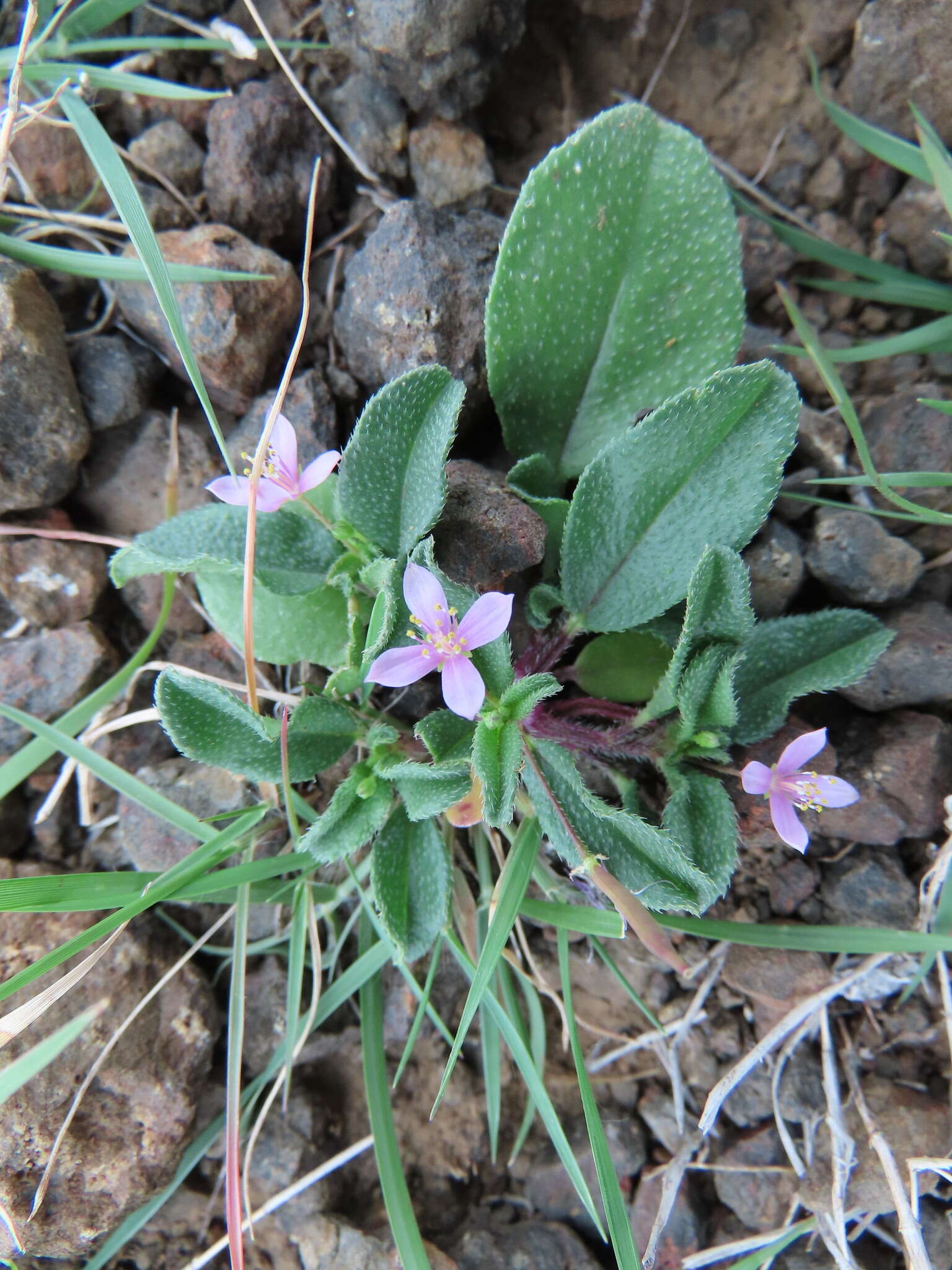 Image of Corynandra simplicifolia (Cambess.) Roalson