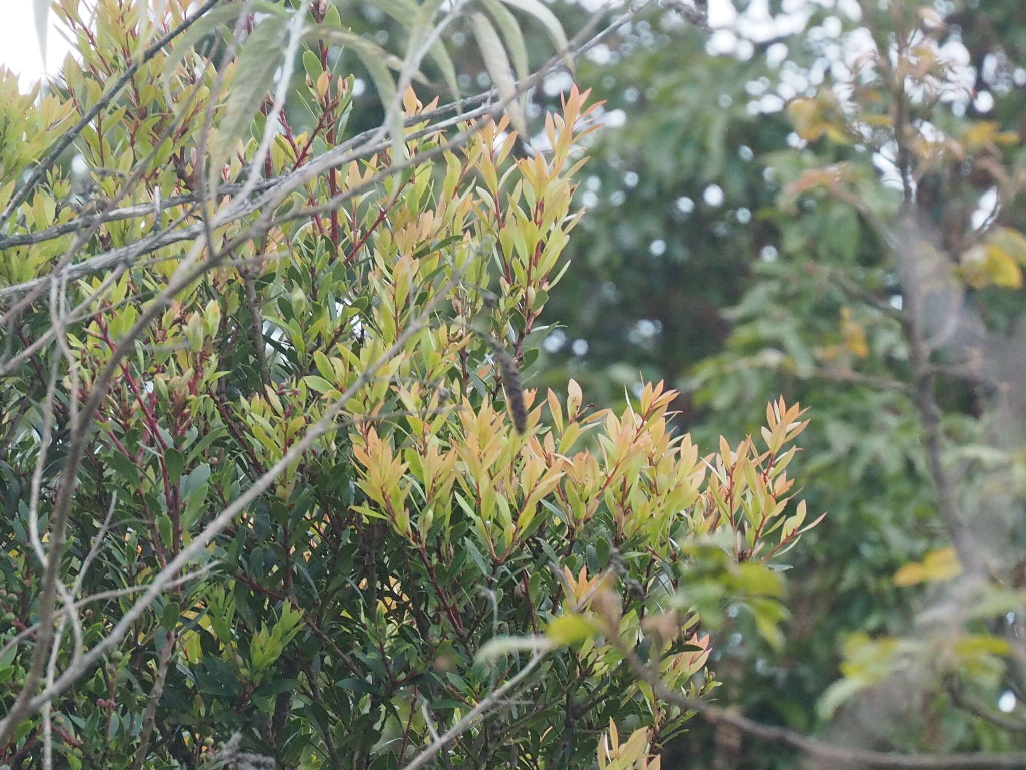 Sivun Vaccinium varingiifolium (BI.) Miq. kuva