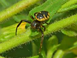 Слика од Synema globosum (Fabricius 1775)