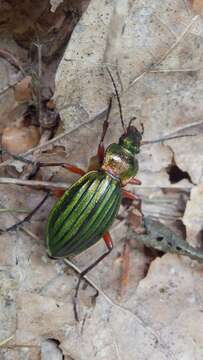 Carabus (Chrysocarabus) auronitens Fabricius 1792 resmi