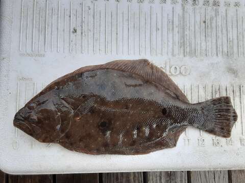 Image of Gulf Flounder