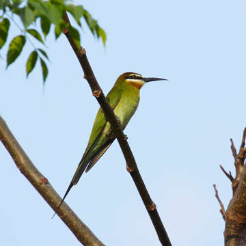 Image of Blue-cheeked Bee-eater