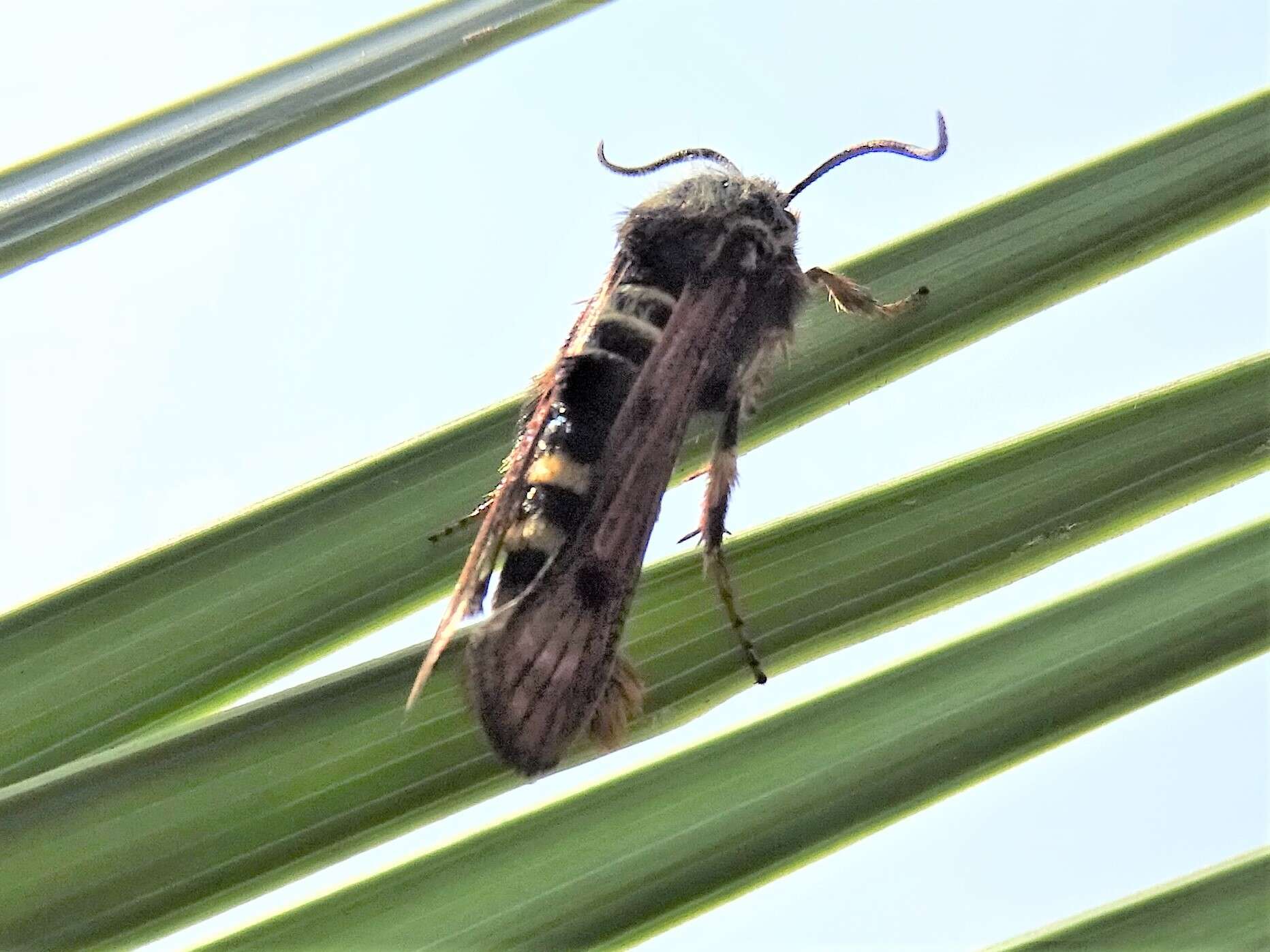 Image of Raspberry Clearwing