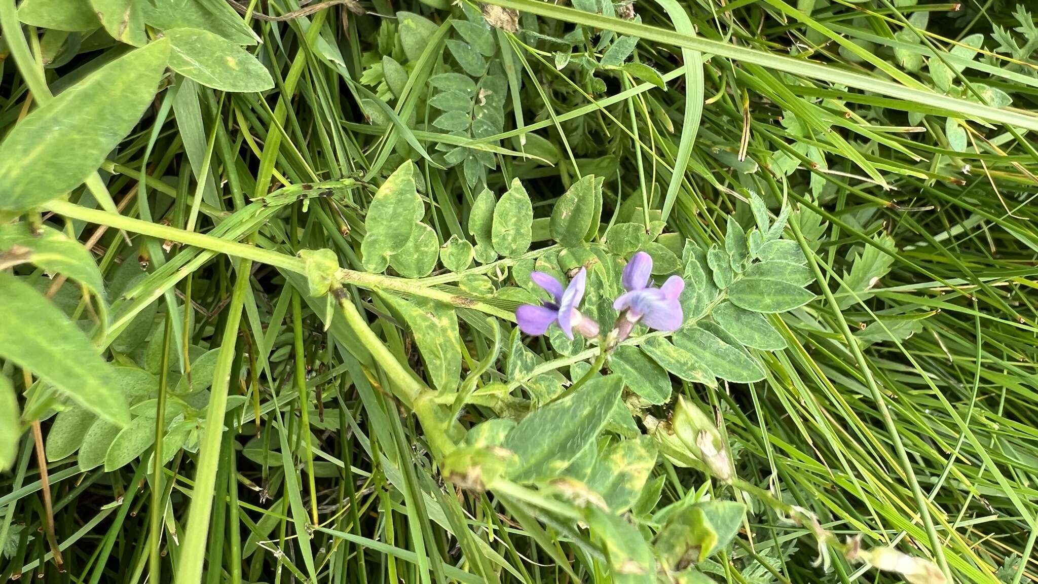 Image of Oxytropis glabra DC.