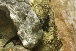 Image of Sword-tailed Newt