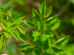 Image of purple meadow-rue