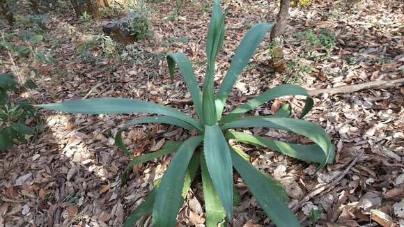 Image of Agave inaequidens subsp. inaequidens