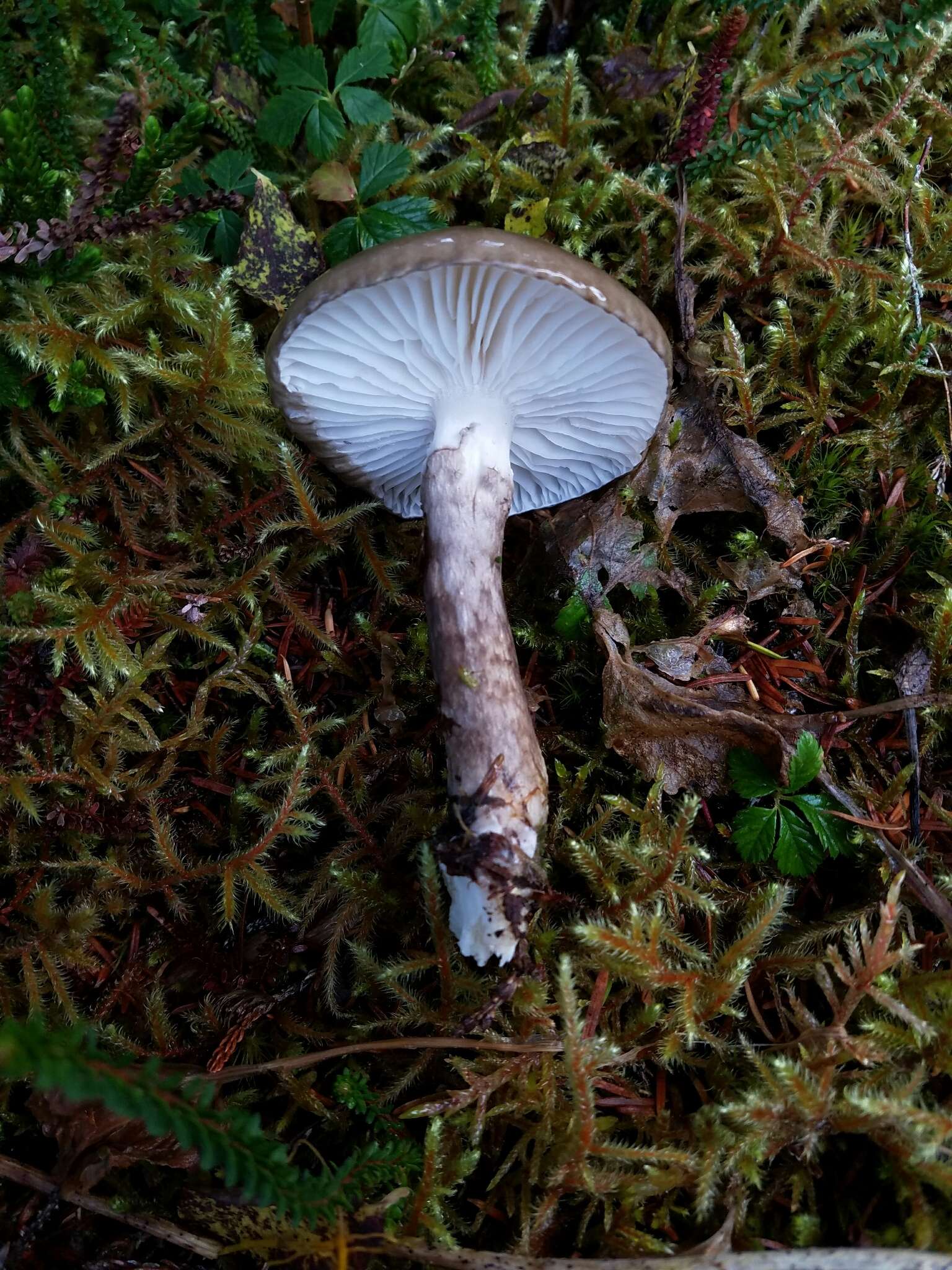 Слика од Hygrophorus olivaceoalbus (Fr.) Fr. 1838