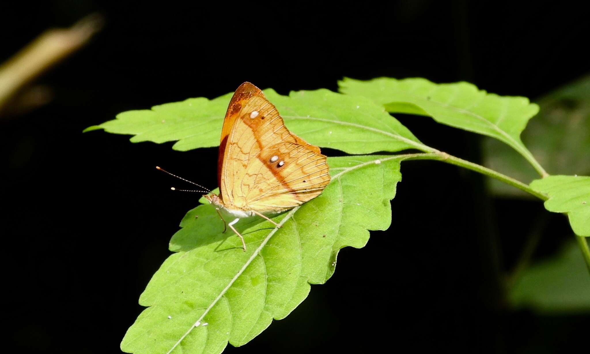 Image of Temenis laothoe Cramer 1779