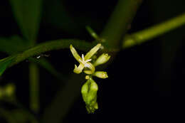 Image of Hoffmannia viridis Rusby