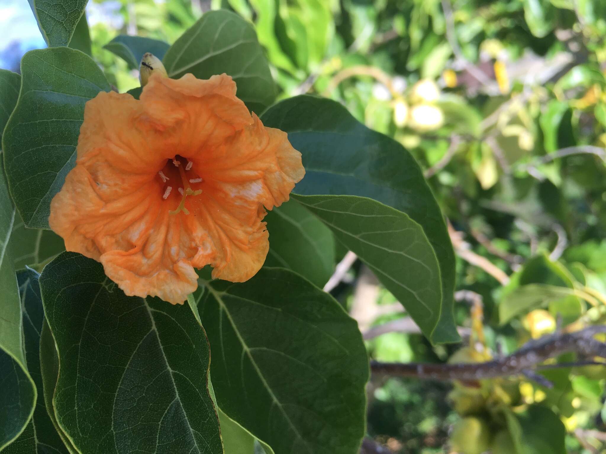 Image de Cordia subcordata Lamarck