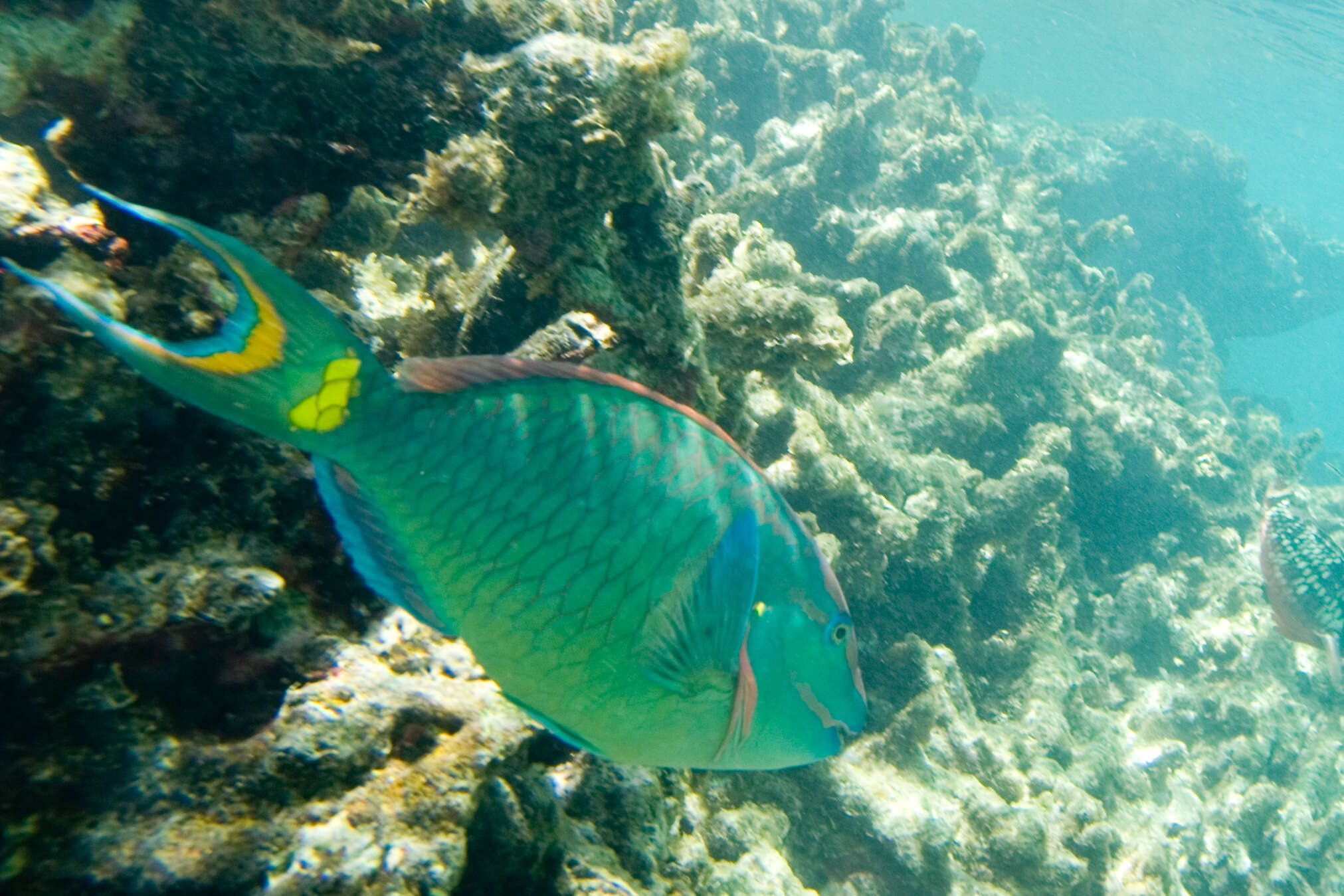 Image of Dark Green Parrotfish