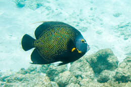 Image of Angelfish