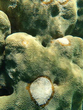 Image of Mountainous Star Coral