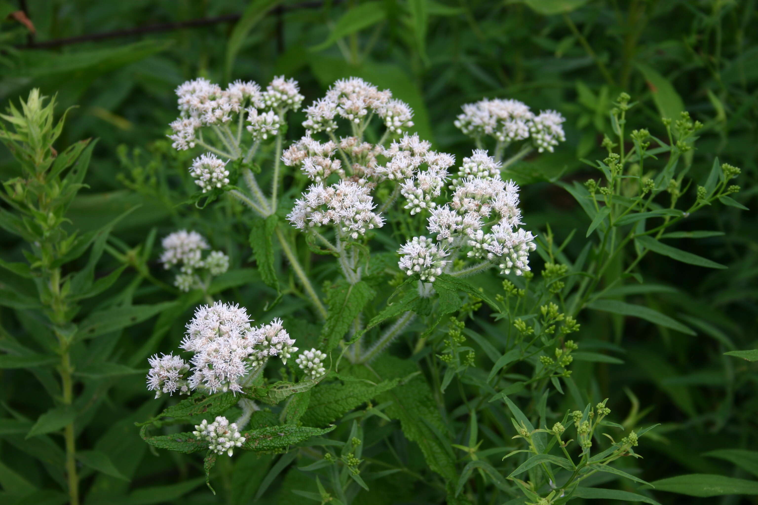 Image of common boneset