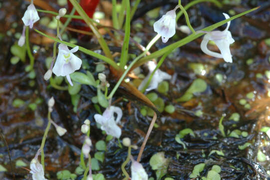 Image of Utricularia sandersonii Oliv.