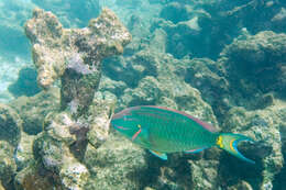 Image of Dark Green Parrotfish