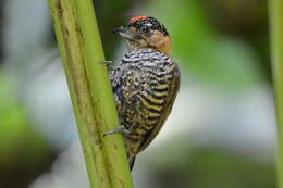 Image of Ochre-collared Piculet