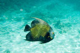 Image of Angelfish