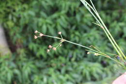 Imagem de Juncus bulbosus L.