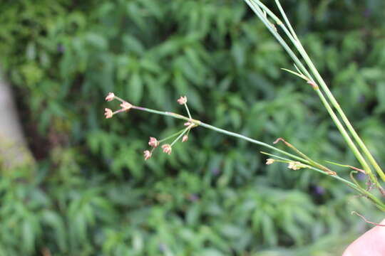 Image of Bulbous Rush