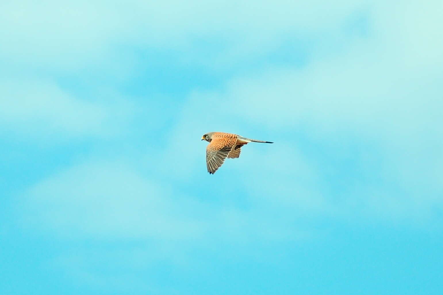 Falco tinnunculus canariensis (Koenig & AF 1890) resmi