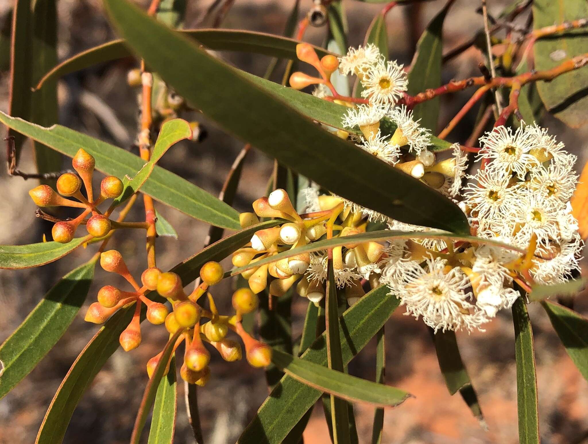 Image de Eucalyptus gracilis F. Müll.