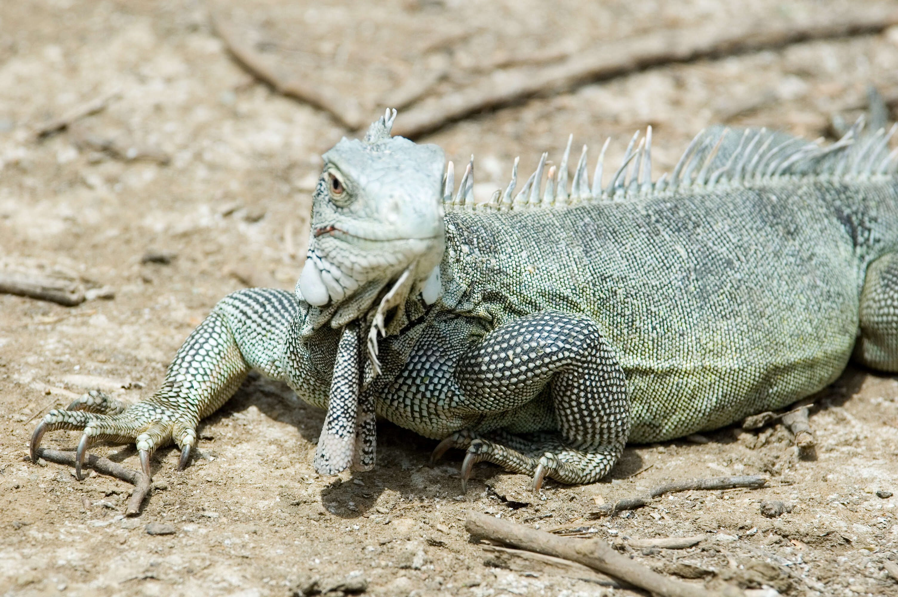 Image of Green iguana