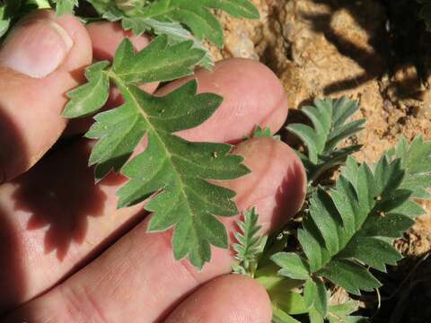 Image of Pelargonium pulchellum Sims