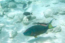 Image of Dark Green Parrotfish