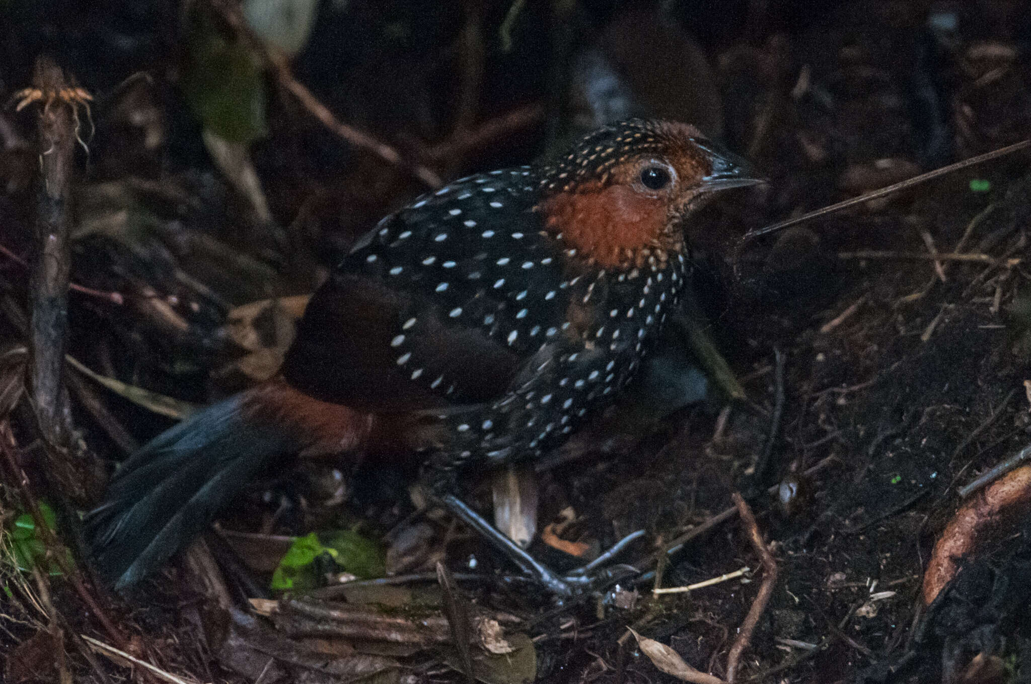 Sivun Acropternis Cabanis & Heine 1860 kuva