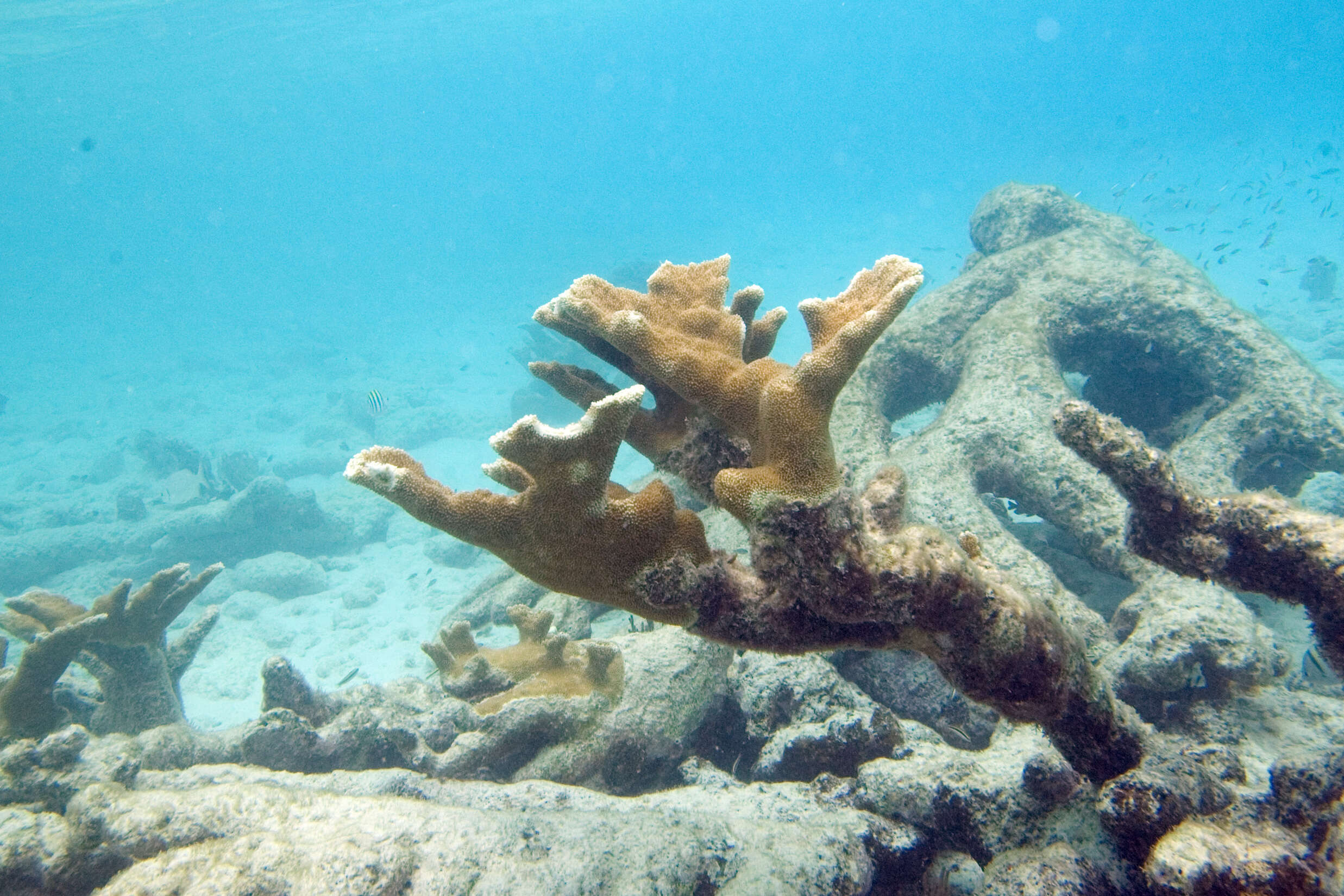 Image of Elkhorn Coral