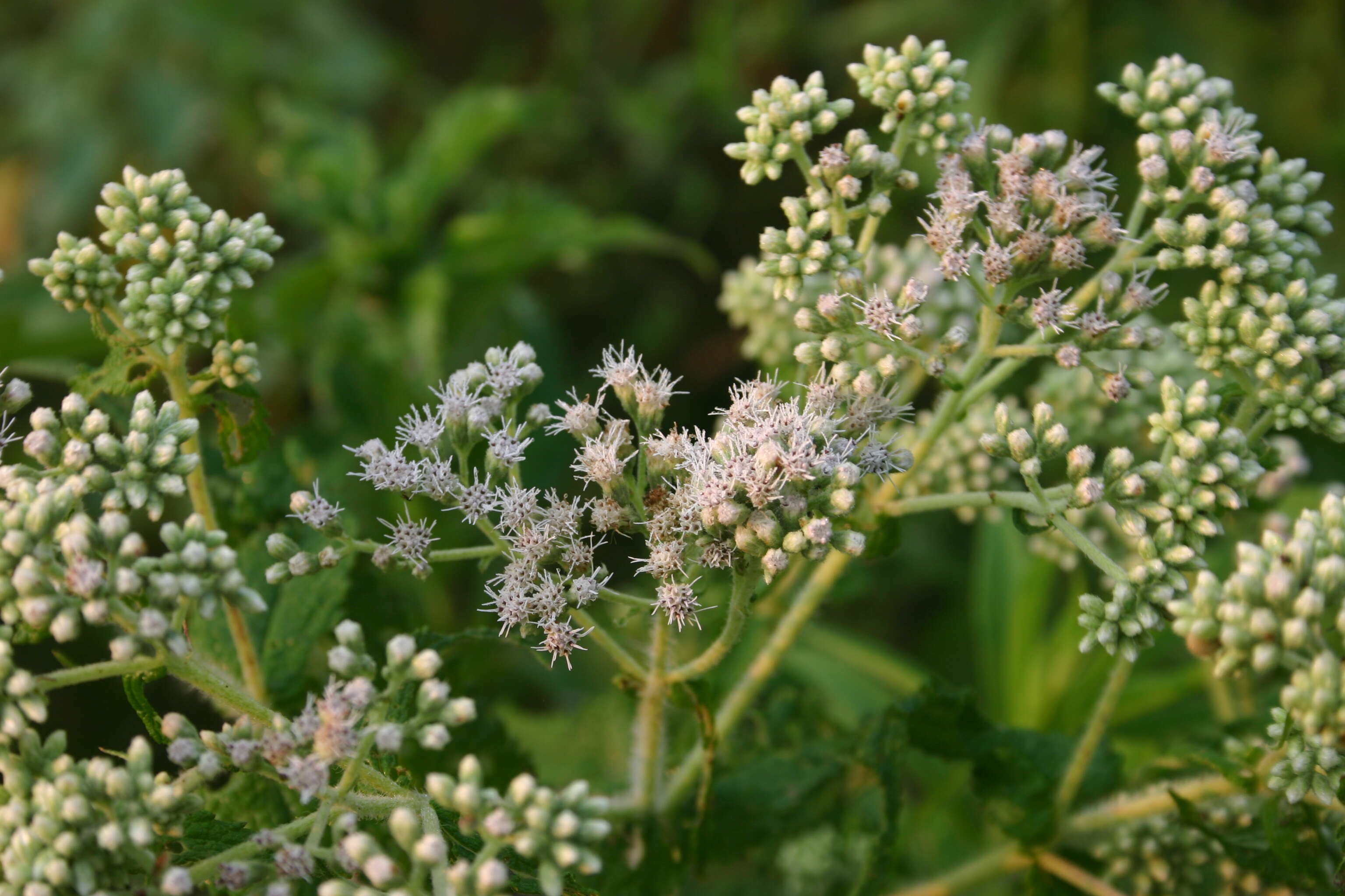 Image of common boneset