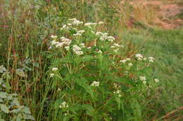 Image of common boneset