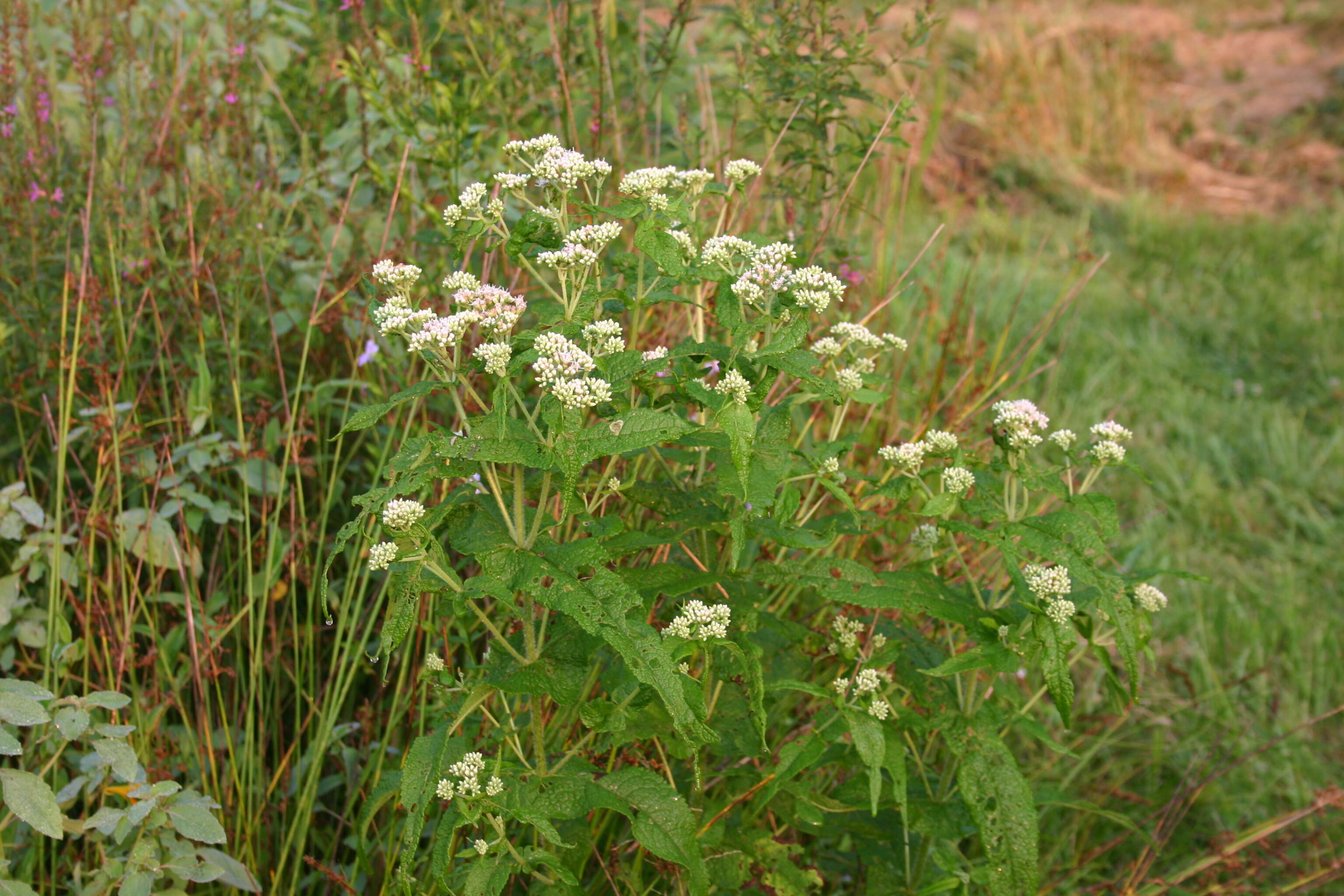 Image of common boneset