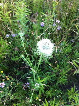 Image of Queen Anne's lace