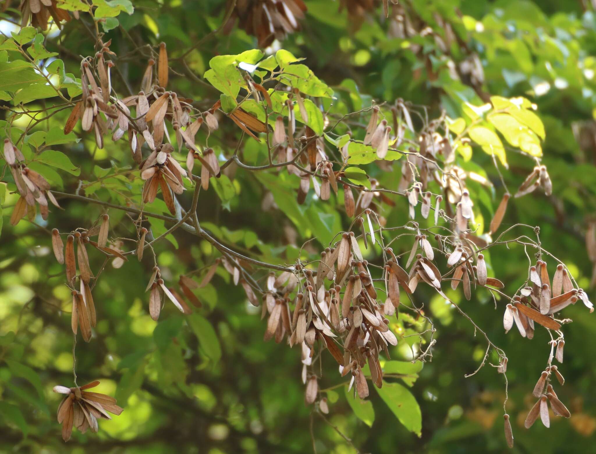 Image of Ventilago madraspatana Gaertn.