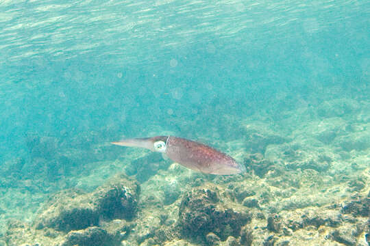 Image de Calmar de récif des Caraïbes