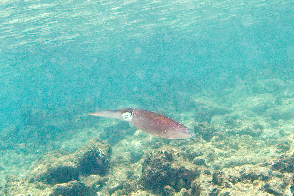 Image of Caribbean reef squid