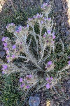 صورة Carduus carlinoides subsp. hispanicus (Kazmi) Franco