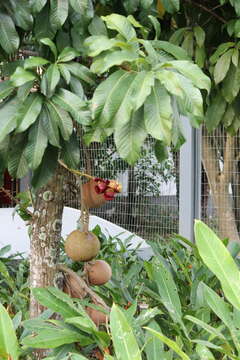 Image of cannonball tree