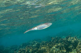 Image of Caribbean reef squid