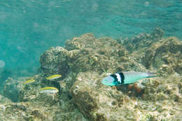 Image of Bluehead Wrasse